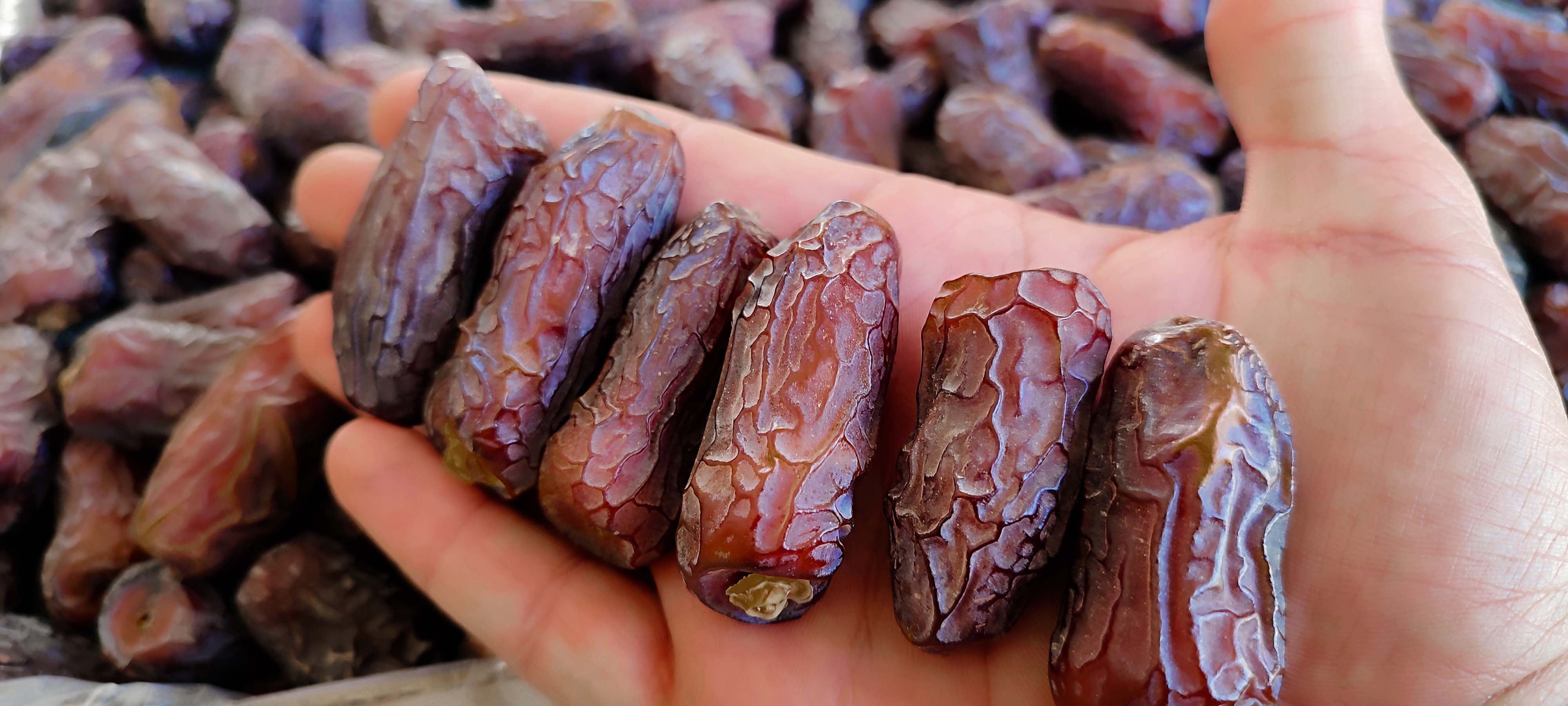 عمده فروشی خرما